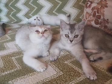 пушистые коты: Шотландская — 2