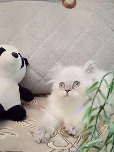 ragdoll pisik: Fars, Dişi — 1