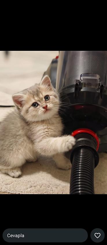 Pişiklər: Britan, Erkək, Dişi, Yaxşı əllərə, Ünvandan götürmə, Ödənişli çatdırılma — 4