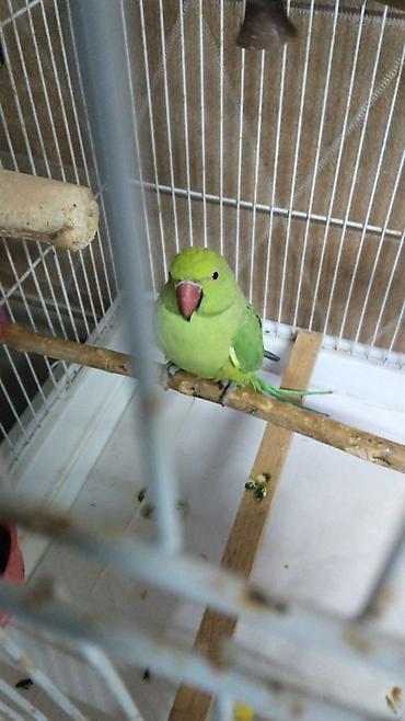 tutuqusu cex: Watsappp elaqeNövlü tutuquşu – ağ-sarı rəngli cockatiel (nimfa) — 2
