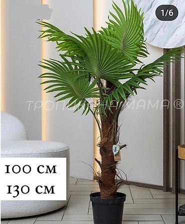 Декоративные цветы: Искусственные деревьяи цветы для вашего интерьера Адрес: г. Бишкек. ул — 14