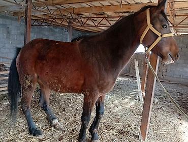 Лошади, кони: Продаю | Кобыла (самка) | Рабочий | Племенные — 5