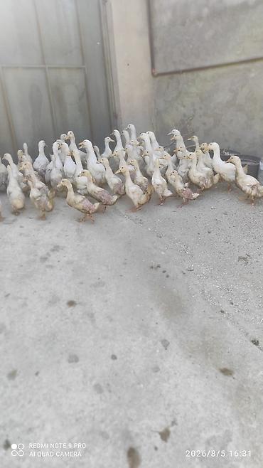 ev goyercinleri: Ağ rəng üstünlük təşkil edən ev ördəkləri sürüsü. 30 günlük ördekdi — 1