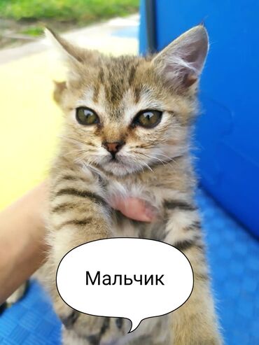 Продажа кошек: Чистокровные котята шотландской породы Игривые и ласковые,легко