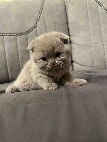 Pişiklər: Şotland yastı qulaq, Erkək, Dişi, Yaxşı əllərə, Ödənişli çatdırılma, Ünvandan götürmə, Rayonlara çatdırılma — 9