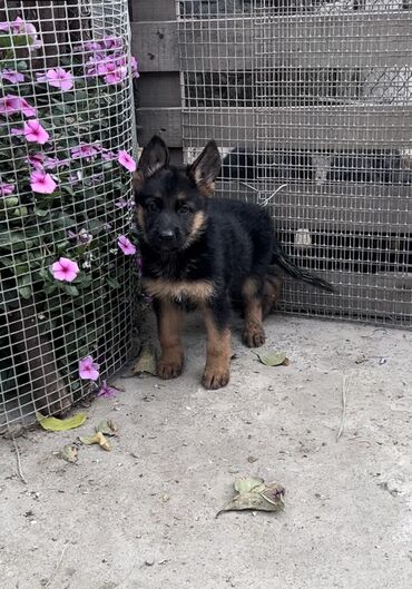 it bazari bakida: Alman çoban iti, 1 ay, Erkek, Ünvandan götürmə