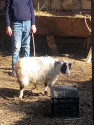 Коровы, быки: Dişi çəpiş 5aylıq tam sağlam