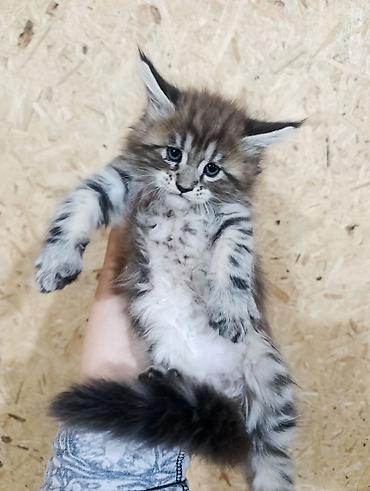 мейн кун котята купить: Котята мейн-кун!!!❤️❤️💙 Истинная красота рождается там, где природа — 8