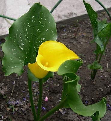 Другие садовые цветы и кустарники: Садовые растения - кустарники ( вейгела пестролистная, рябинник — 14