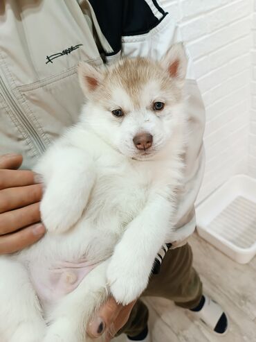 Продажа собак: Племенные щенки хаски с родословной — Kyrgyz Kennel Club. Дата — 4