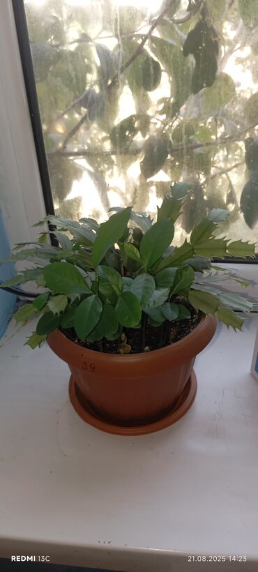 Фикусы: Фикусы — 10