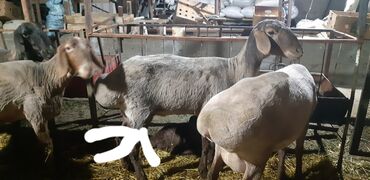 Животные: Продаю | Овца (самка), Ягненок | Гиссарская, Полукровка, Арашан | Для разведения | Ягнившаяся