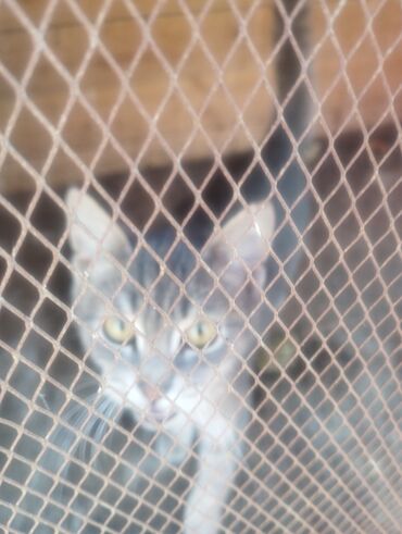 Pişiklər: Boz rəngdə ev pişikləri - Növ: ev pişiyi (qısa tüklü, boz/gümüşü rəng — 7