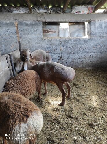 животны: Продаю | Овца (самка), Баран (самец) | Гиссарская | На забой