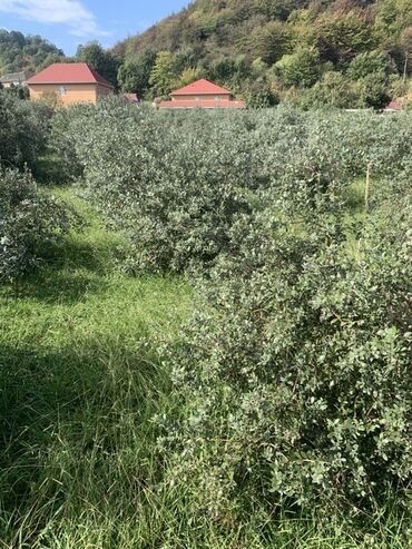 Torpaq sahələrinin satışı: 70 sot, Kənd təsərrüfatı, Bələdiyyə, Texniki pasport — 15