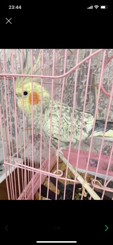 клетка для попугаев: Попугай карелла, очень краствая интересная птица, продаем вместе с