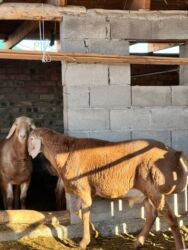 продажа баранов в бишкеке: Сатам | Козу, Кочкор (эркек) | Арашан | Көбөйтүү үчүн | Асыл тукумдуу, Жасалма жол менен боозутуу