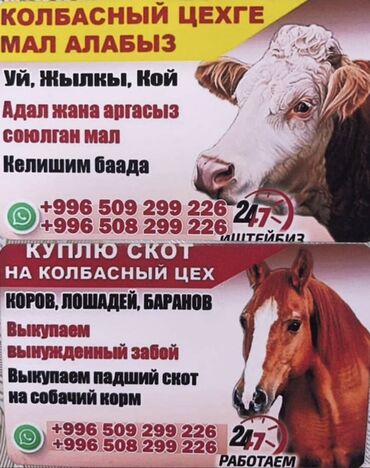 домик для телят: Куплю | Коровы, быки | Круглосуточно
