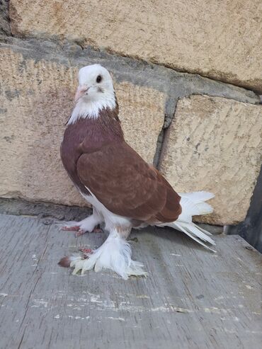 ayagi xinali qus: Qırmız ağ baş maya oxşyır