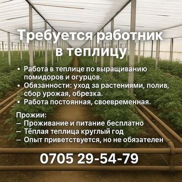 электрик сантехник г ош: Теплицада иштегени жумушчу керек зарплата биринчи ай 25 экинчи ай 30