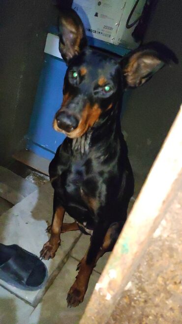 pomeran itleri: Doberman, 1 il, Dişi, Ünvandan götürmə