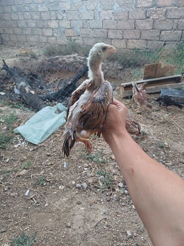 7 cucedi cinsin xasidi atasi 3 defe udub anasi da oz heyvanlarimizdan