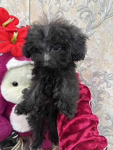 İtlər: Pudel, 3 ay, Erkek, Sənədli, Ünvandan götürmə, Ödənişli çatdırılma — 6