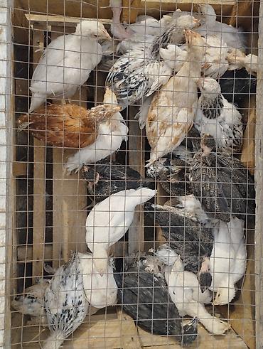 кох: Продаю | Куры, Петух, Цыплята | Полубрама, Бройлерная, Бойцовая | На забой, Для разведения, Несушки — 4