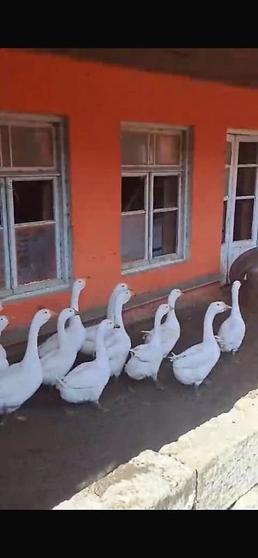 yulaf satisi: Salam 109 dənədi dişi ərkey 25 ə də var 30 35 45 50 manatada az az da — 1