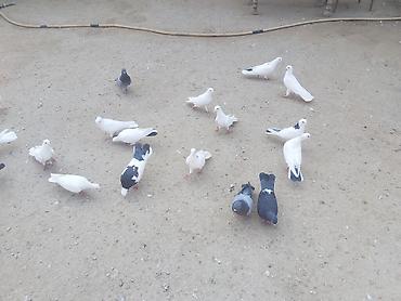 Göyərçinlər: Quşlar satilir komda satilir tək təkdə Hər quşun öz qiyməti var real — 9
