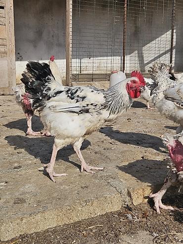 poni at satilir: Slibris xoruzlar 30 a yaxın xoruzdu — 1