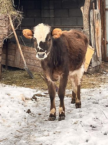 Коровы, быки: Продаю | Тёлка | Для молока, Для разведения, На откорм | Отела не было at lalafo.kg — 4 Коровы, быки: Продаю | Тёлка | Для молока, Для разведения, На откорм | Отела не было — 4