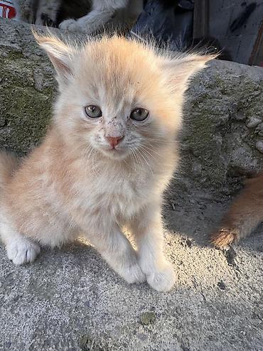 котята в дар: Отдадим в хорошие руки котятам по 1.5 месяца Ласковые,активные,любят — 1