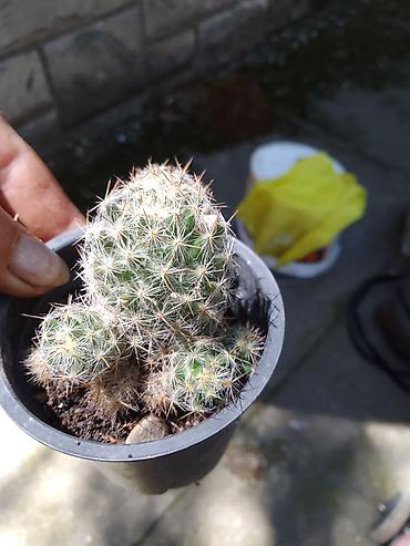 seme jagode: Mali kaktus u saksiji (Mammillaria/rod sličan) – kompaktan busen sa — 1
