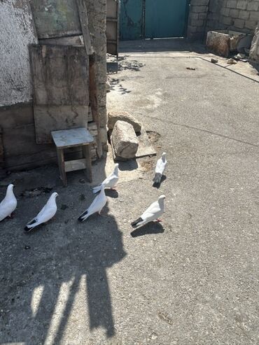 Tutuquşları: Göyərçinlərinizi artırmaq və ya yeni fərdlər əlavə etmək üçün ideal