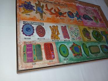 модульный переносной: Набор настенных учебных таблиц “Types of Cells” (англ. язык) — серия — 6