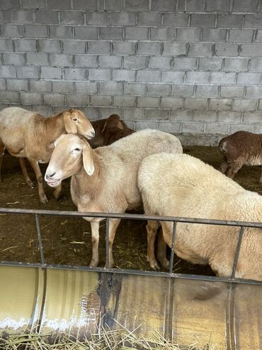 Бараны, овцы: Продаю | Овца (самка) | Арашан | Для разведения | Матка — 13