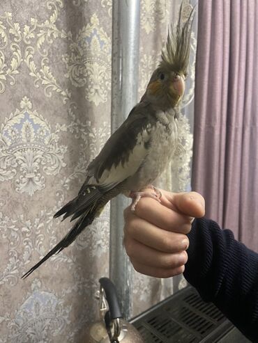 Amadinlər: Növ: karella (papuqayı) – boz rəng çalarları, yanaqlarda narıncı — 4