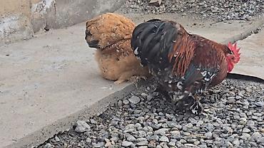 Птицы: Парселян кохинхин карлик 1+1 сатылат — 1