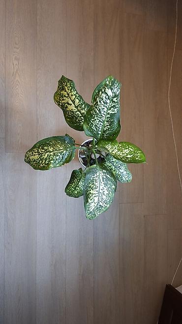 Otaq bitkiləri: Otaq bitkiləri dəsti – ağ saksılarda - Syngonium (ok yarpaqlı — 3