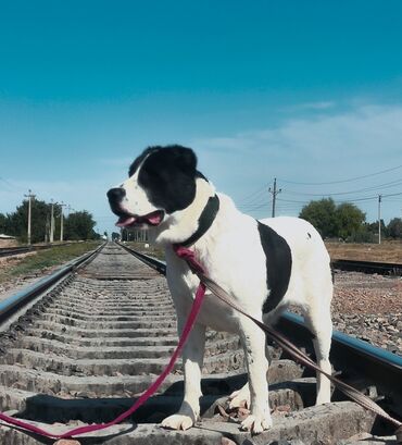 акустические системы ugreen колонка в виде собак: Порода: крупная собака молосского типа (пятнистый окрас черно-белый)