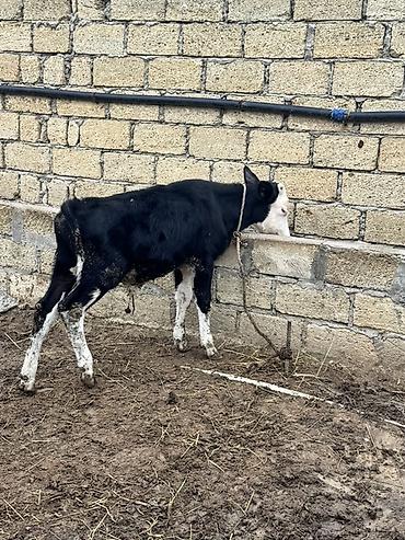 broyler cuce satisi: Simmental və ivanofka mələzi 4 aylıq erkək danadır. Tam sağlamdır — 4