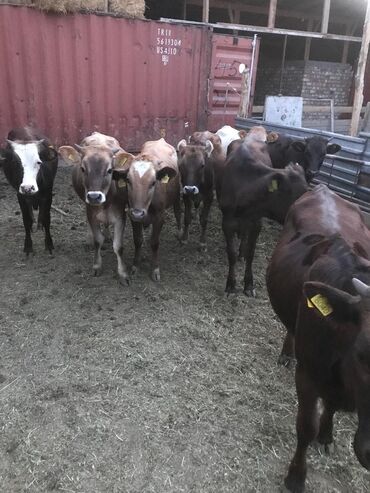 Коровы, быки: Продаю | Тёлка | Алатауская