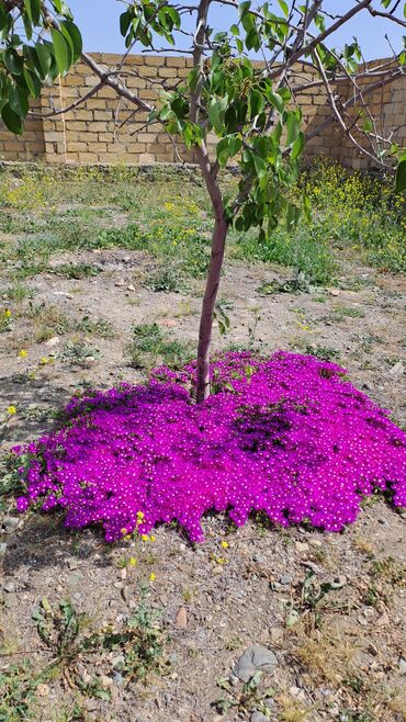 dəmir tikanı bitkisi: Gencede satilir baki deyil gence erazisidir acem halisi çiçeyi en ucuz
