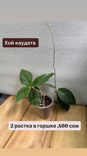 Хойи: Хойя Сильвер доллар от 200 сом Хойя доллар сплеш клон 2 -взрослое — 33