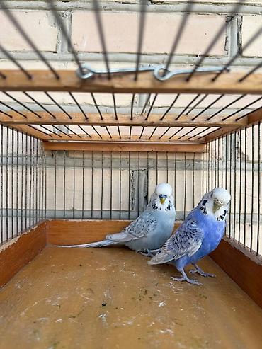 Птицы: Попугаи: Ожереловые (экзоты), Неразлучники и Волнистые ​Описание — 10