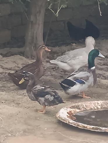 Erkək, Damazlıq, Ödənişli çatdırılma lalafo.az -da Erkək, Damazlıq, Ödənişli çatdırılma