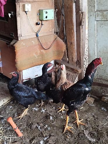 Куры, петухи: Продаю | Петух | Бойцовая | Для разведения — 8