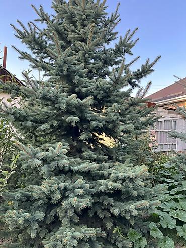 искусственное дерево: Продаётся елки в городе Каракол — 3