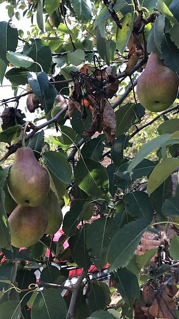 Продажа дач: Продаётся дом дача Бектоо(восход)5сотых,до города 6км 3комнат+гараж at lalafo.kg — 4 Продажа дач: Продаётся дом дача Бектоо(восход)5сотых,до города 6км 3комнат+гараж — 4